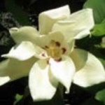 HIgh-Line-Magnolia-150x150