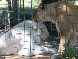 IMG_8548-1-300x226
