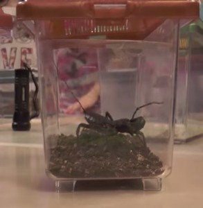 STEM_Night_insect-293x300