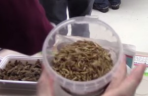 STEM_Night_mealworms-300x195
