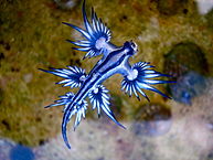 Blue_dragon-glaucus_atlanticus_(8599051974)