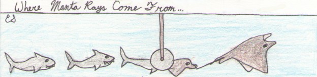 Where-Manta-Rays-Come-From-624x152