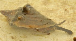 Conch-juvenile-300x225