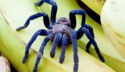 cobalt_blue_tarantula