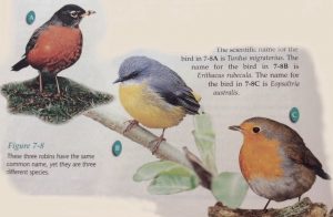 Binomial-nomenclature-birds-300x196