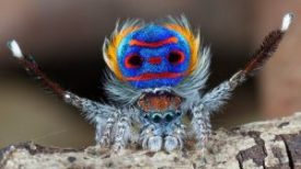 peacock-spider-300x169