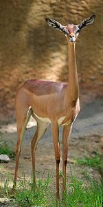 gerenuk-150x300