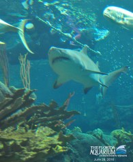 fa_swf_062816_145345059_01_fa0gll31470_fa0gll41471