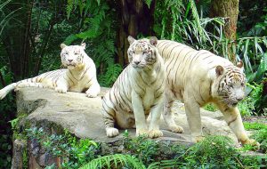 White_Tiger_2-300x190